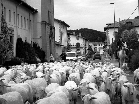 Trashumancia en contraste: el territorio urbano y las costumbres ancestrales